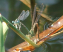 Blaue Federlibelle Tandem bei Eiablage